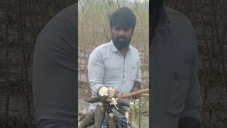 மாமா மொத்த கிழக்கும் அழுகி போச்சு viralvideo vivasayee farming nature [upl. by Dedric851]