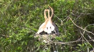 Baby Anhinga FeedingOuch [upl. by Ettennad]