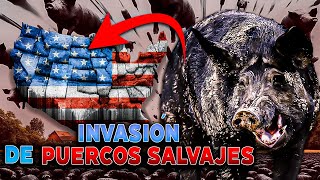 Los PUERCOS salvajes la devastadora invasión en Estados Unidos [upl. by Nirrat739]