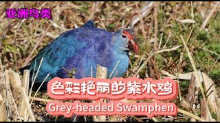 亚洲鸟类：色彩艳丽的紫水鸡Asian Birds：Greyheaded Swamphen [upl. by Yoho]