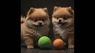 Pomeranian puppies [upl. by Nava]