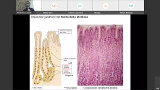 05 Istologia Ghiandole Salivari e Ghiandola Mammaria canale A [upl. by Gonyea]