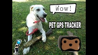 Rastreador para mascotas PET GPS TRACKERreview y tutorial de conexión en español [upl. by Mik]