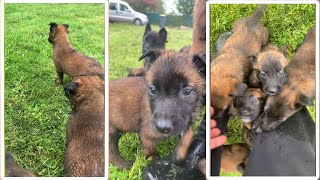 Belgian Malinois Puppies Go On Their First Outdoor Adventure [upl. by Anaugahs]