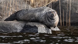 Photographing the Endangered Saimaa Ringed Seal  Wildlife Photography [upl. by Clemmie89]