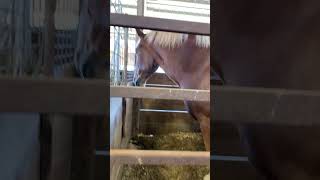 Draft Horses at the County Fair [upl. by Alamat]