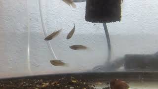 Croaking Gourami [upl. by Kyrstin]