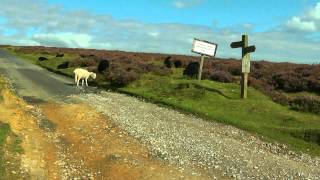 ENGLAND James Herriot country Yorkshire Moors hdvideo [upl. by Babbette216]