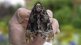 Make friends with a deaths head hawkmoth [upl. by Friedman]