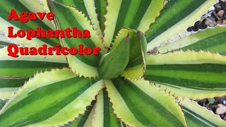 SUCCULENTS Agave Lophantha Quadricolor [upl. by Anierdna953]