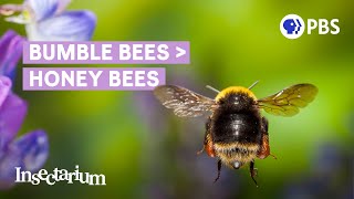 Why Bumble Bees Are the Fuzzy Heroes We Need [upl. by Lelith]