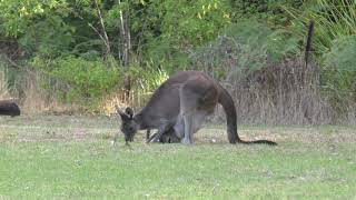 Western Grey Kangaroo [upl. by Silas21]