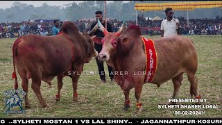 Sylheti Mostan 1 vs Lal Shiny  Bullfight Sylhet Jagannathpur Kosurkandi 2024 [upl. by Anigger219]