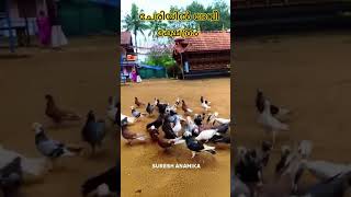 just fun 😃 pigeon birds temple kerala pigeon viral trending shorts [upl. by Agler]