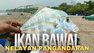 Nelayan Tradisional PangandaranHasil Tangkapan Ikan Bawal Putih [upl. by Ahsercal977]