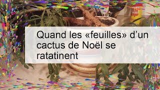 Quand les «feuilles» d’un cactus de Noël se ratatinent [upl. by Nahtanod]