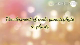 DEVELOPMENT OF MALE GAMETOPHYTE IN ANGIOSPERMS [upl. by Garnes]