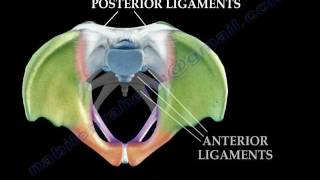 Anatomy Of The Pelvis  Everything You Need To Know  Dr Nabil Ebraheim [upl. by Eellek70]