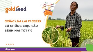 Giống lúa GS999 có chống chịu sâu bệnh tốt [upl. by Imij]