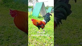 New green country game farm Batangas shortviral chicken chickenbreeds shortvideo roosters [upl. by Nolasba848]