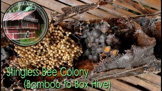 Stingless Bee Colony ITAMA TRIGONA Bamboo to Box Hive [upl. by Rotberg]