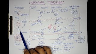 Hormonas Tiroideas T3 T4 [upl. by Rilda]