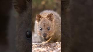 Quokka facts lets learn quokka animals learning facts cuteanimals cute teaching [upl. by Chud999]