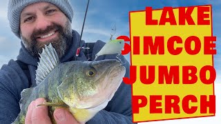 Catching Jumbo Perch Ice Fishing Lake Simcoe  Live 2 Fish [upl. by Ulu559]