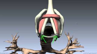 Larynx  Ligaments Membranes Vocal Cords  3D Anatomy Tutorial [upl. by Flemings]