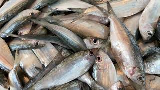 Sudaya Fish identificationWhite  Deep sardinella [upl. by Adlemi]