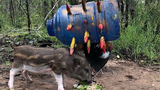 Sharp cardboard traps and sharp tree stumps for pigs [upl. by Ramoj]