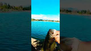 Please support the hustle shorts bassfishing fishing fish subscribe bassjunkie [upl. by Aselehc365]