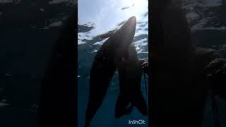 finally a Big Conger eel spearfishing azores pesca spearo [upl. by Aihseit]