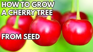 How to Grow Cherry Tree from Seed  THE SIMPLE AND EASY WAY [upl. by Esiuqcaj895]