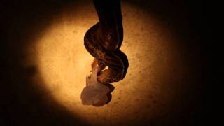 Leopard Slugs Mating HD [upl. by Intruoc]