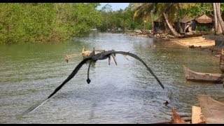 AVE GIGANTE KONGAMATO Una posible especie extinta de Pterosaurio [upl. by Massarelli308]