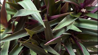 Oyster plant communitygarden blooming new viewsvlog plants indoor plants viralvideo nature [upl. by Oilejor]