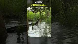 Alligator Attacks Anaconda [upl. by Tammie420]