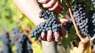 Vendemmia 2016 Brunello di Montalcino [upl. by Enahc273]