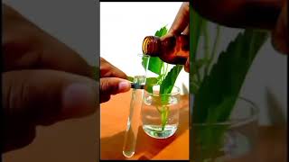 Top science experiment to find out transpiration😄😄 Science minute [upl. by Allicerp]