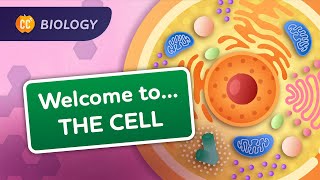 A Tour of the Cell Crash Course Biology 23 [upl. by Artenal462]