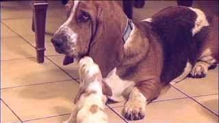 Basset Hound Babies Meet Daddy Way Too Cute [upl. by Pazia]