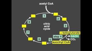 Citric Acid Cycle Explanation Krebs cycle [upl. by Bashemeth76]