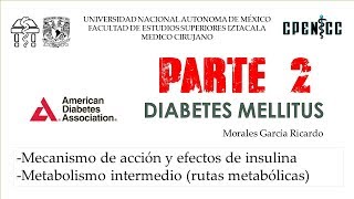 DIABETES MELLITUS Pte 2 Metabolismo intermedio  Clase virtual  Dr Garcia [upl. by Eanert904]