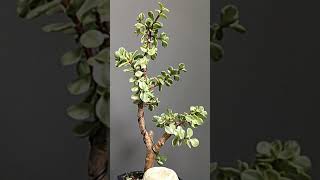 Crassula Portulacaria afra Variegata [upl. by Eissert852]