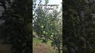 Golden delicious apples fruit kashmiriapple farming [upl. by Norha368]