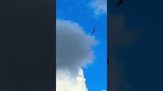 Black Headed Gull And Common Buzzard In Flight In Slow Mo birds avian nature [upl. by Galateah]