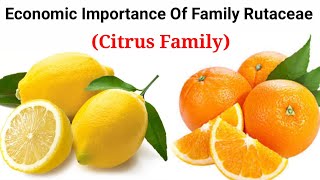 Economic Importance Of Family Rutaceae Citrus Family In HindiUrdu [upl. by Primrosa]