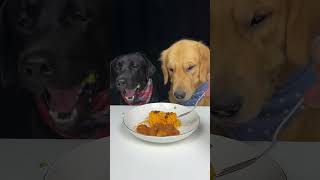 Today We Eat Fried Dough Sticks Labrador and Golden Oh My God Its So Crispy Cute Pet Debut Plan [upl. by Nirak99]