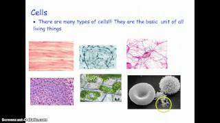 The Organization of Multicellular Organisms [upl. by Heall]